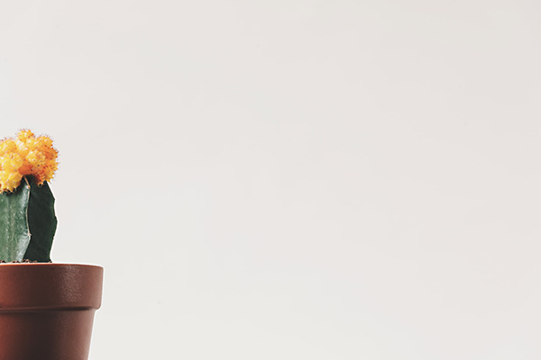 古诗词试题及答案