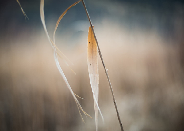 描写泰山高大雄伟的诗句